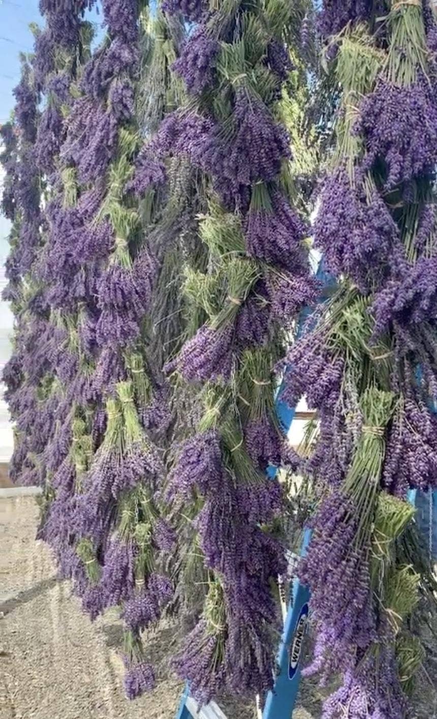 Lavender Posy Bouquet - Farm-Grown Dried Lavender