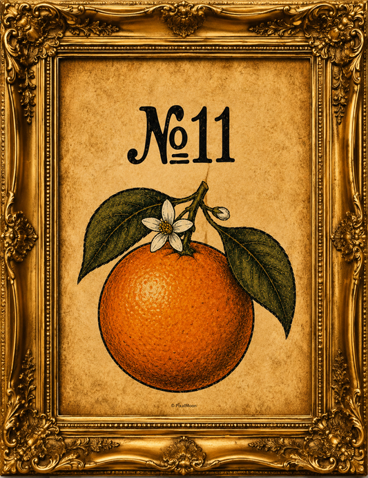 Vintage Botanical Art Print No. 11 — Framed Orange