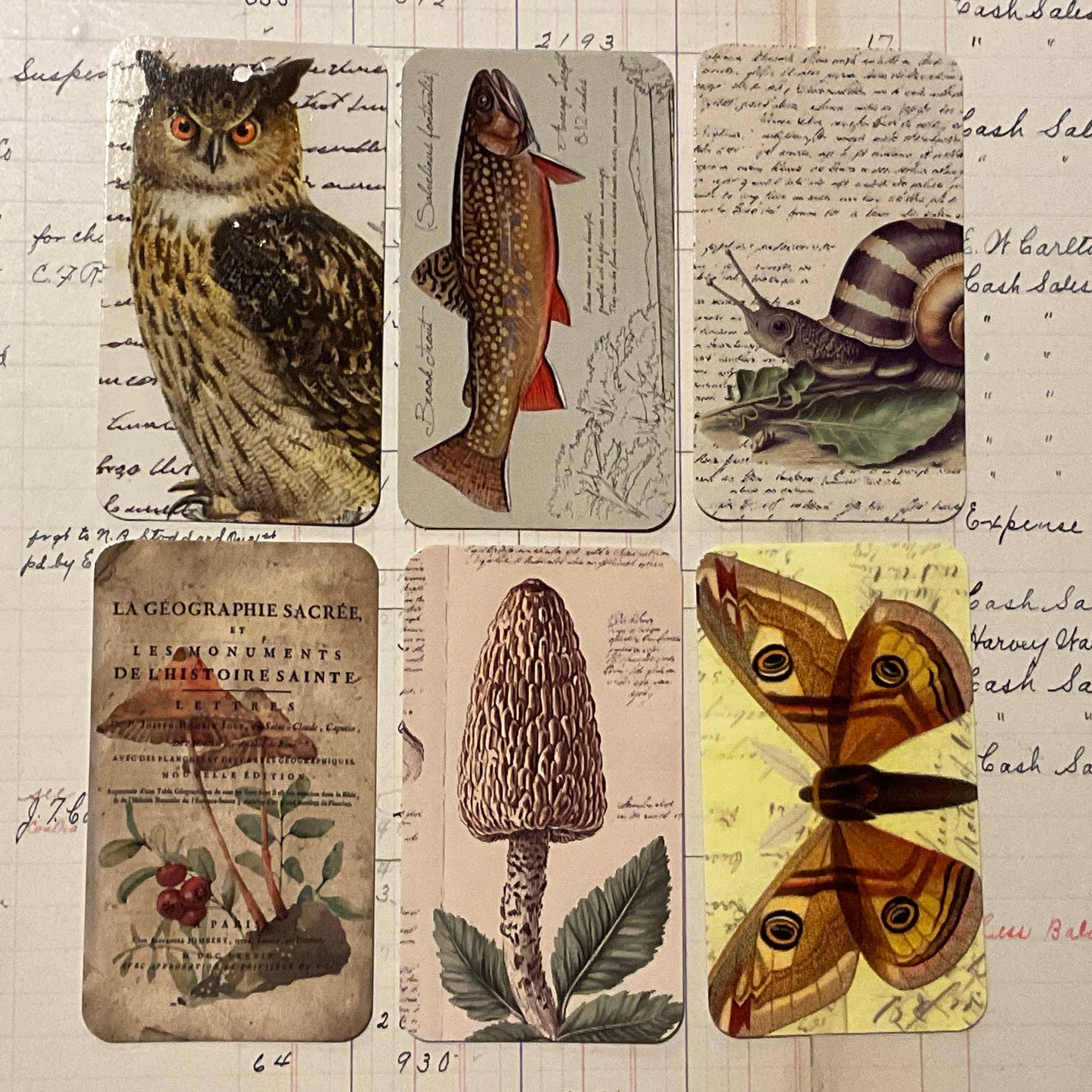 Gift Wrap Set - Gold Leopard Owl