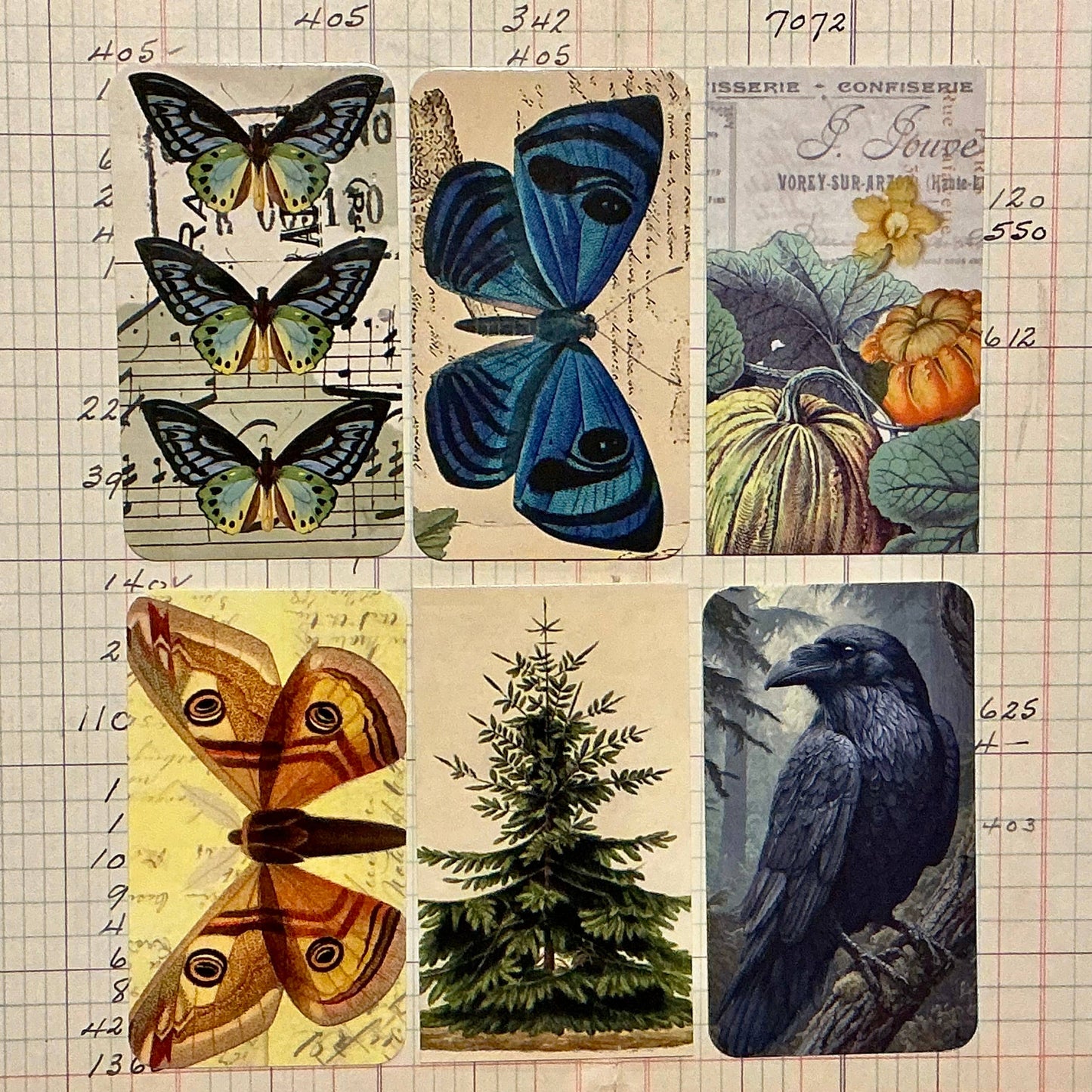 Gift Wrap Set - Sun Butterfly