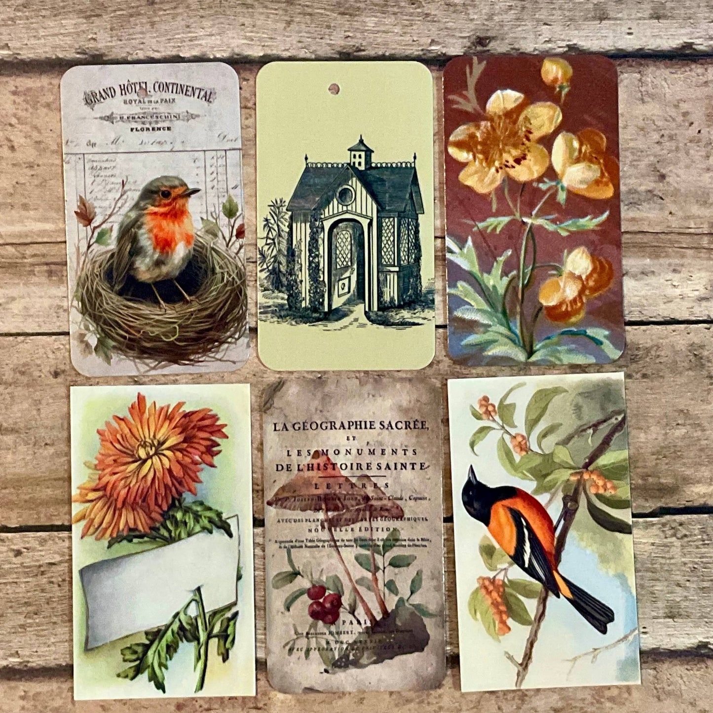 Gift Wrap Set - SPICE Bird in Nest - EPOQUE