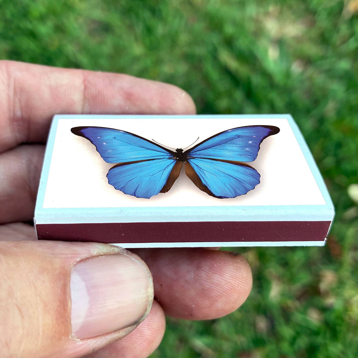 Matches • Blue Morpho Butterfly • Home Decor for Candles - EPOQUE