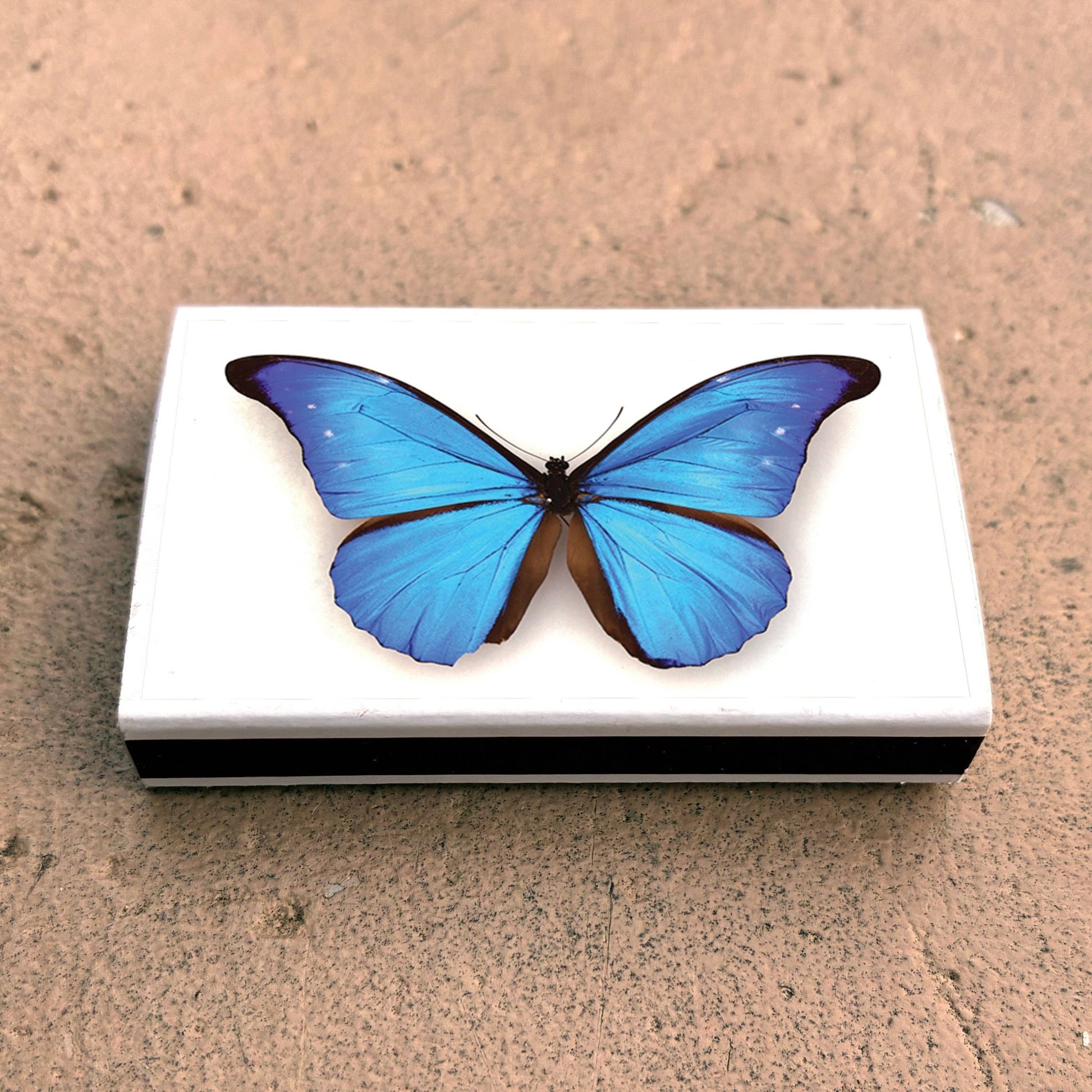 Matches • Blue Morpho Butterfly • Home Decor for Candles - EPOQUE