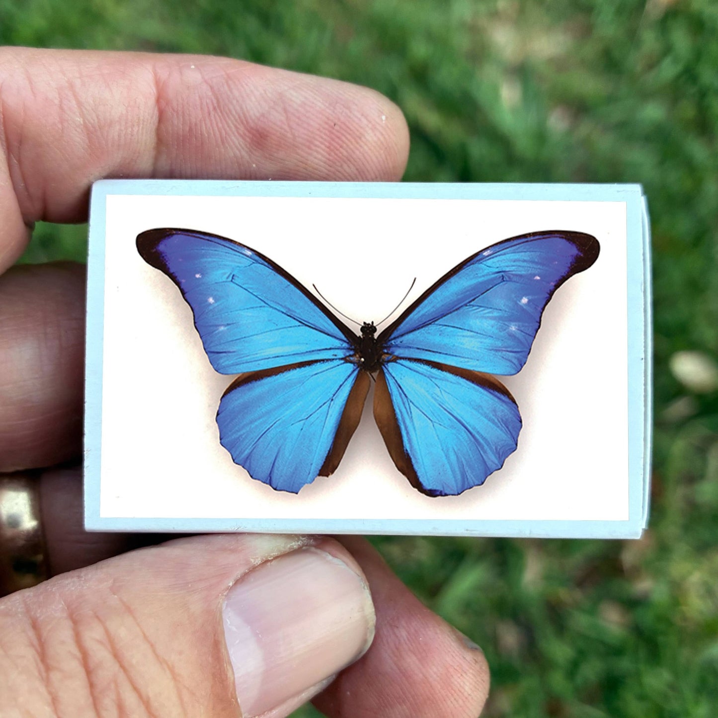 Matches • Blue Morpho Butterfly • Home Decor for Candles - EPOQUE
