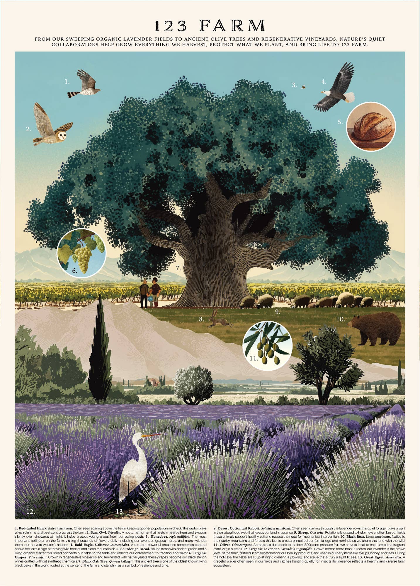 Vintage Posters Wrapping Paper - 123 Farm - EPOQUE
