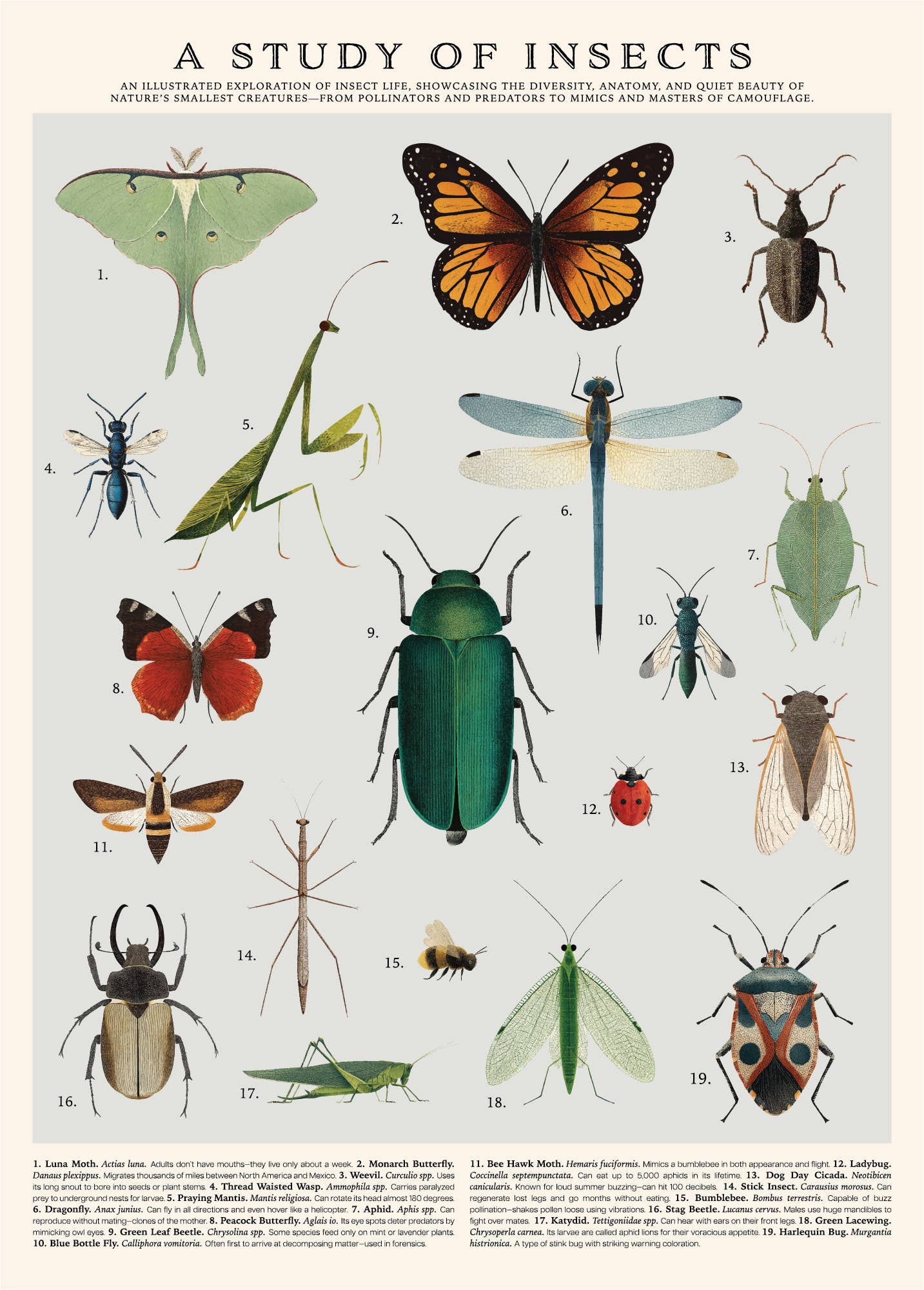 Vintage Posters Wrapping Paper - Insects - EPOQUE
